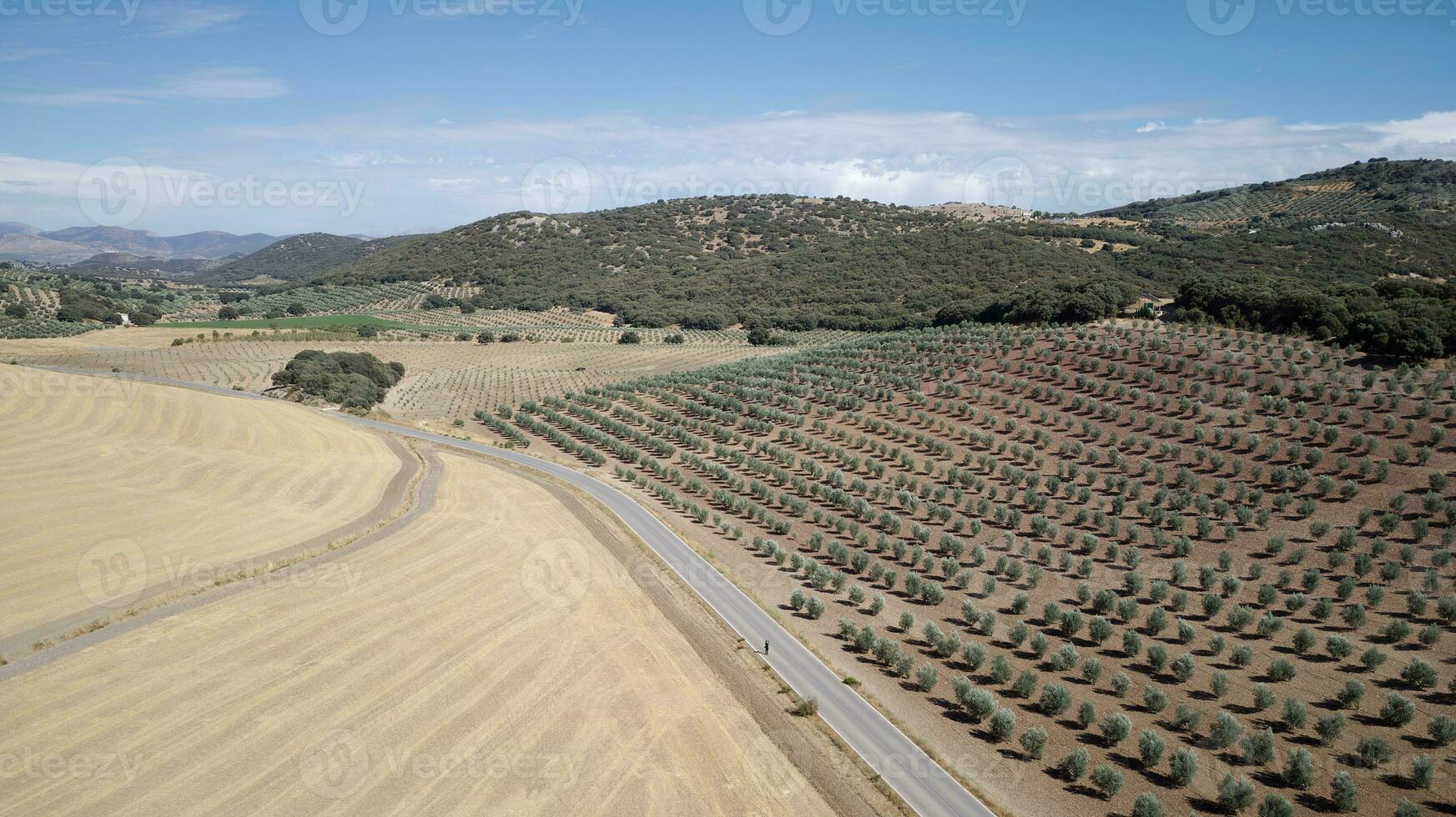 vista aérea de drones de la plantación de olivos en andalucía, españa. vastos campos plantados de olivos. alimentos orgánicos y saludables. agricultura y cultivos. origen del aceite de oliva. foto