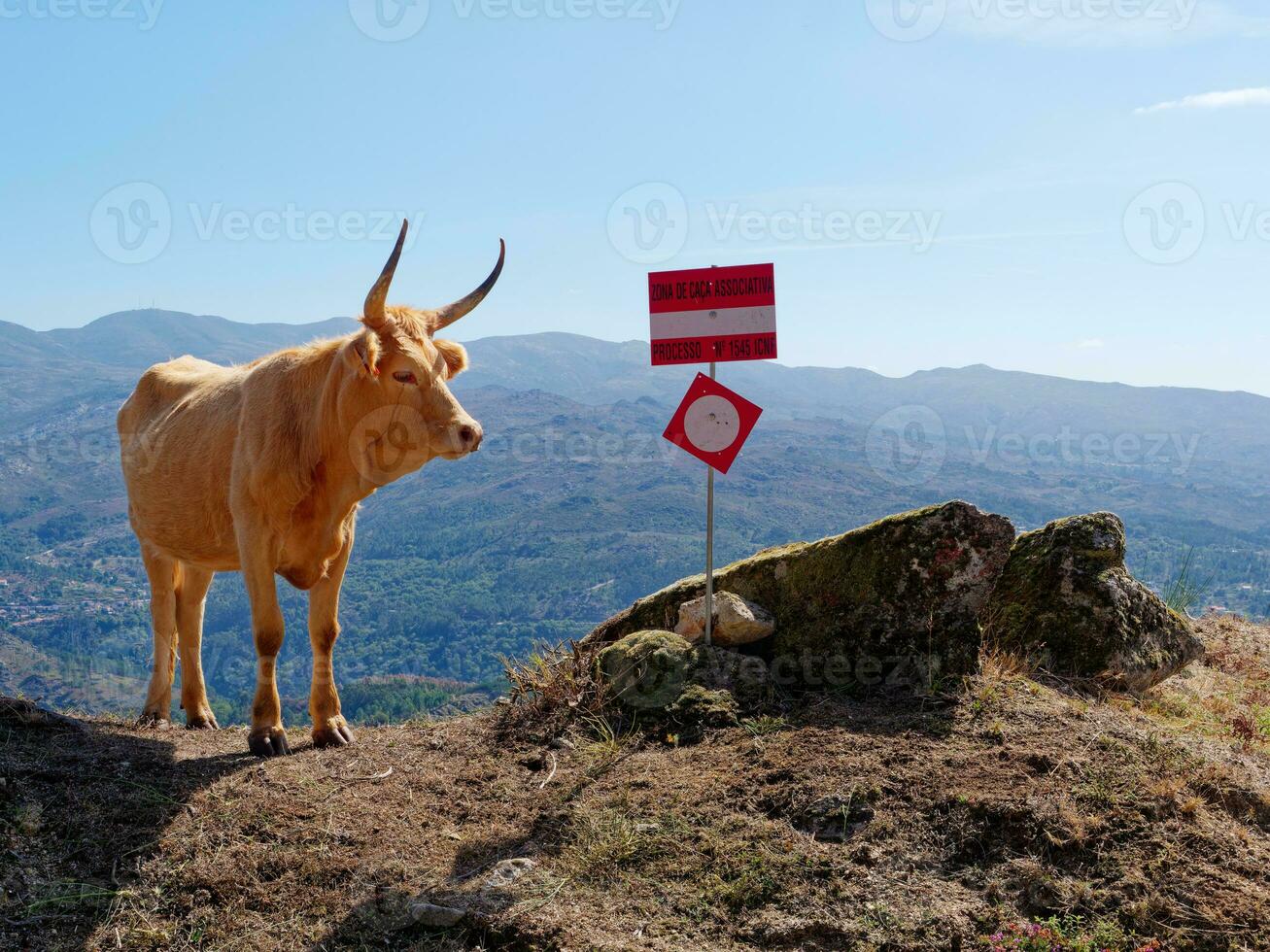 Portrait of a beige cow next to the road. Cattle with a valley in the background. Animals. photo