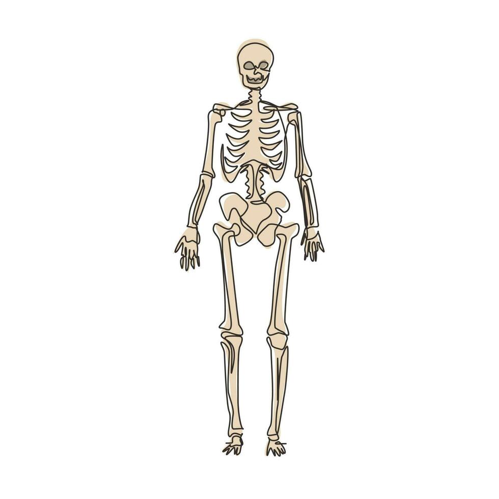 dibujo continuo de una línea de imagen de esqueleto humano, útil para crear  materiales médicos y científicos. concepto de anatomía, medicina y  biología. ilustración gráfica de vector de diseño de dibujo de