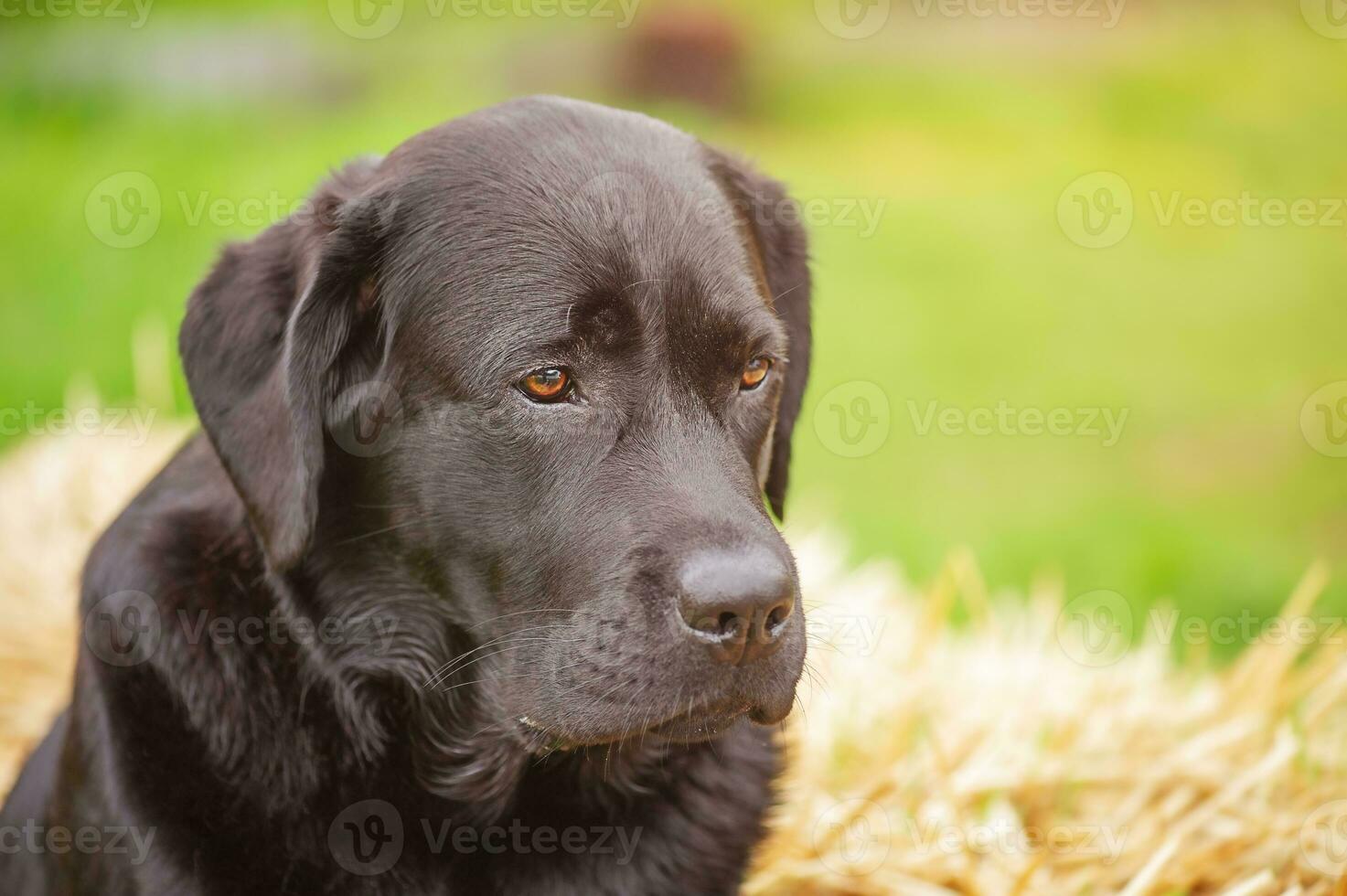 Black labrador retriever on a background of straw and green grass. Portrait of a dog, pet, animal. photo