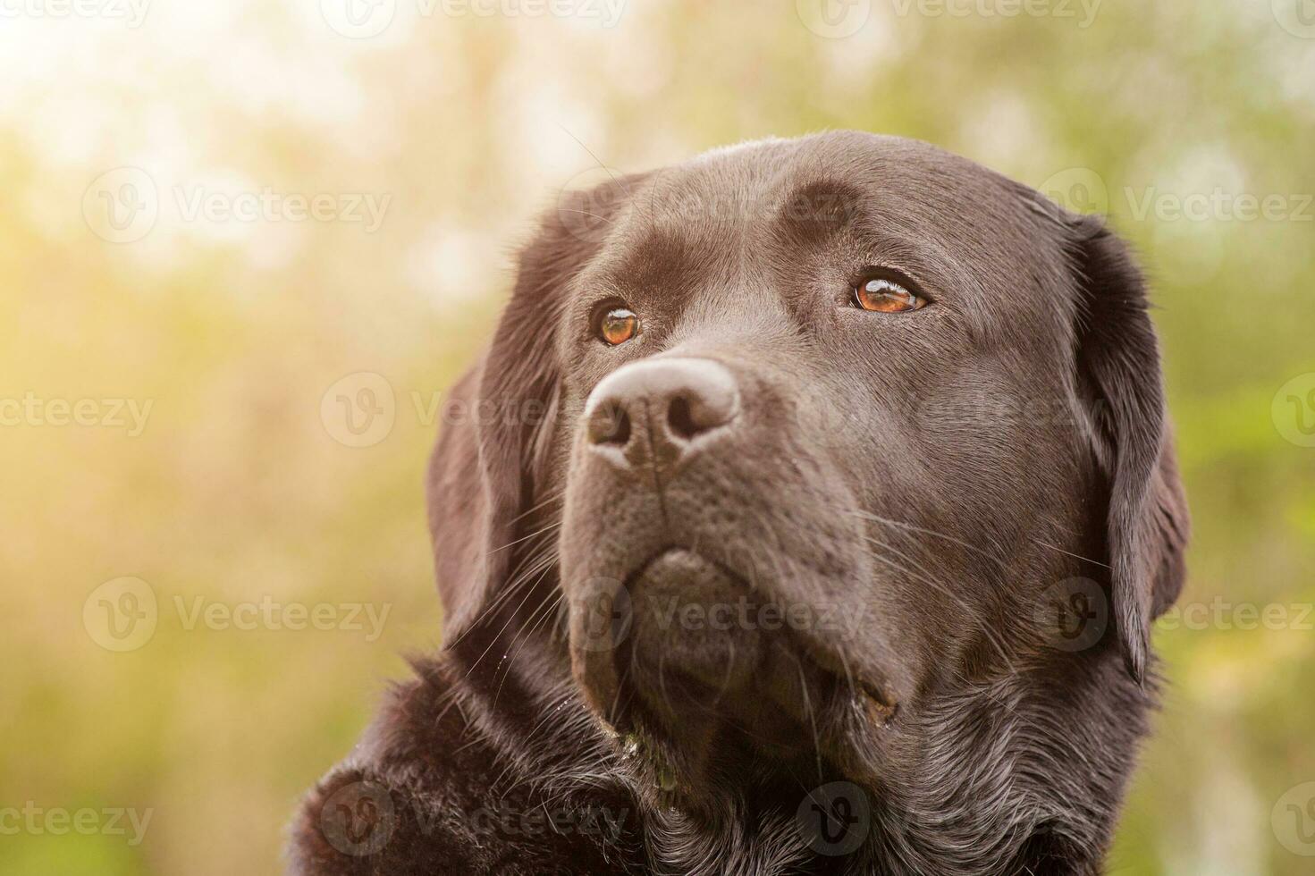 negro Labrador perdiguero en un verde antecedentes. perro retrato suave atención en el ojos. un mascota. foto