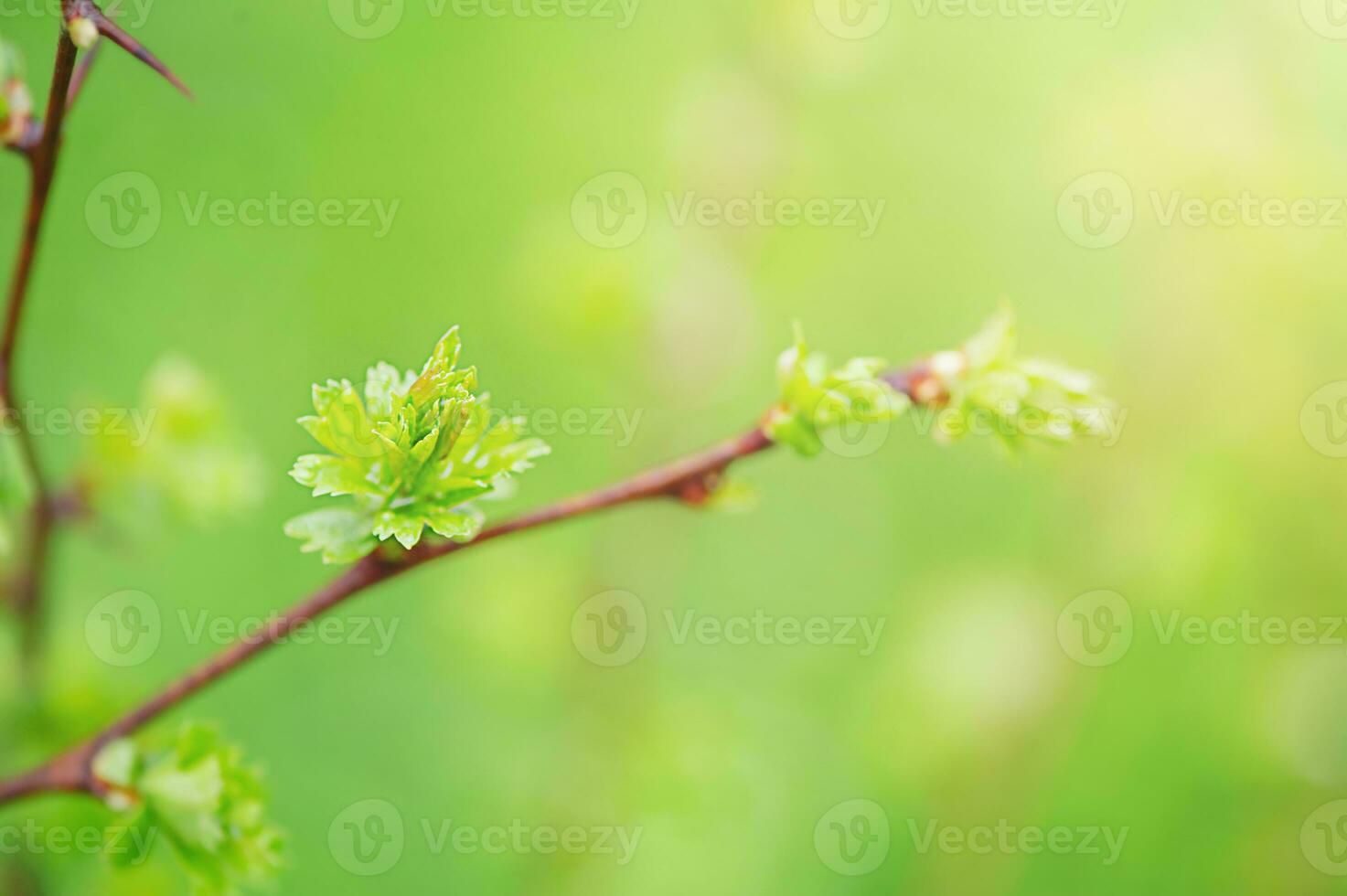 Green new leaf on a tree in spring. Soft focus on leaf and blurred green and brown bokeh background. photo