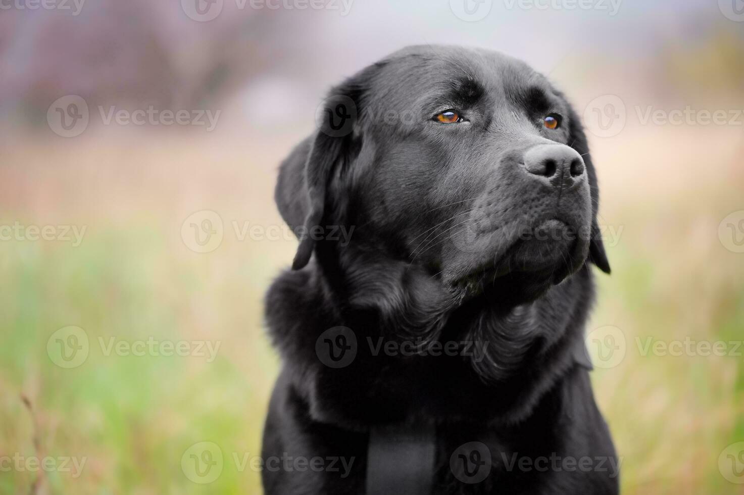 Black labrador retriever on a green blurred background. Portrait of a young dog. Animal, pet. photo