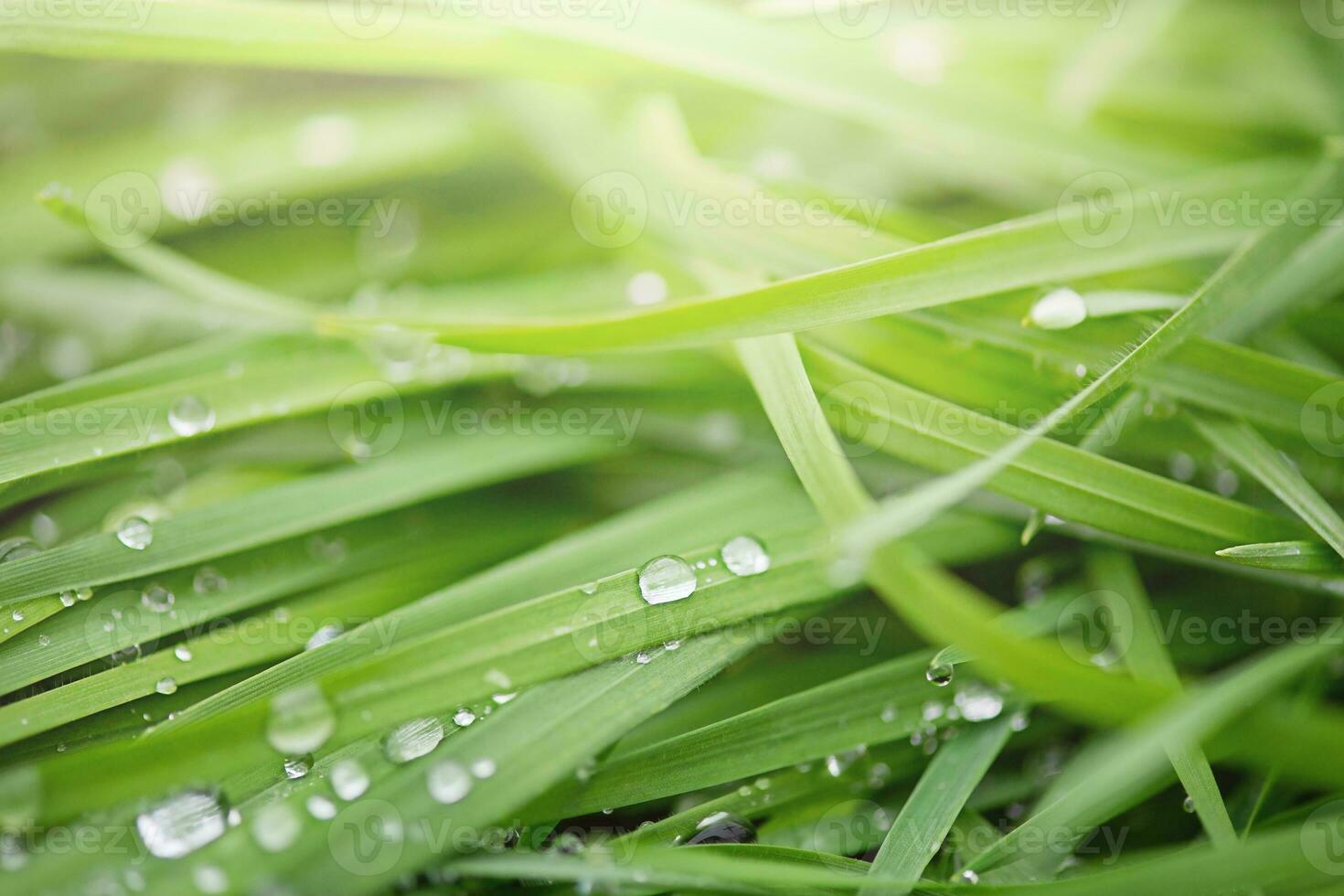 Green grass with dew drops macro photo. Natural green background with soft focus. photo