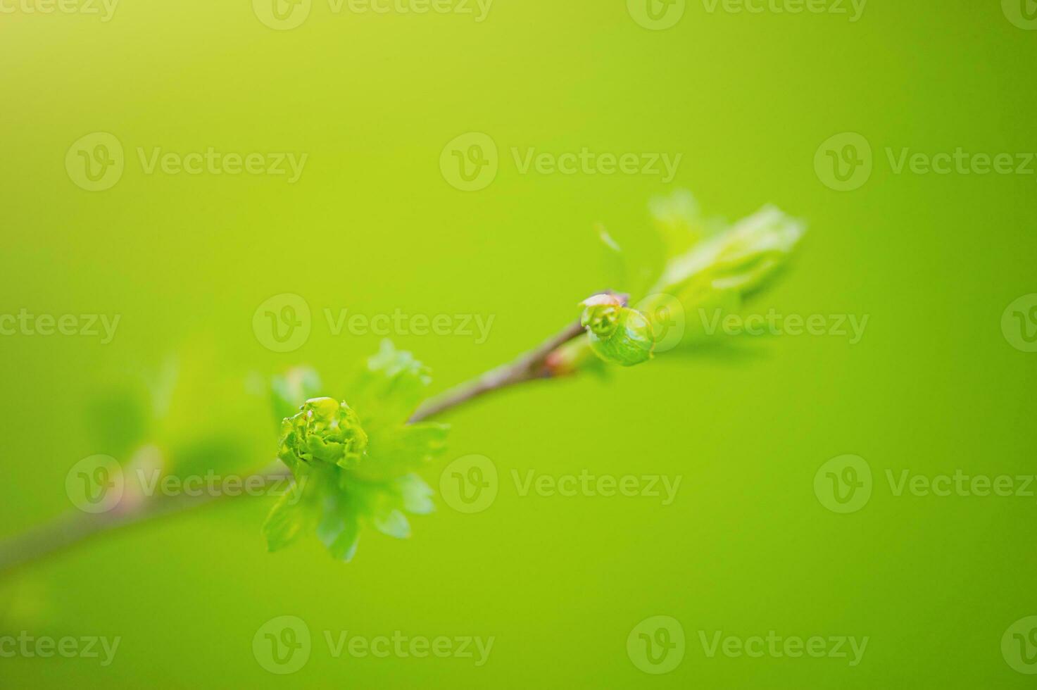 Natural background of leaves. Soft focus on the edge of the leaves and a blurred background. photo