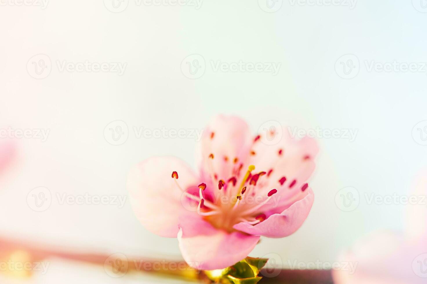 A pink flower on a peach branch in spring against a blue sky background. Trees are blooming. photo