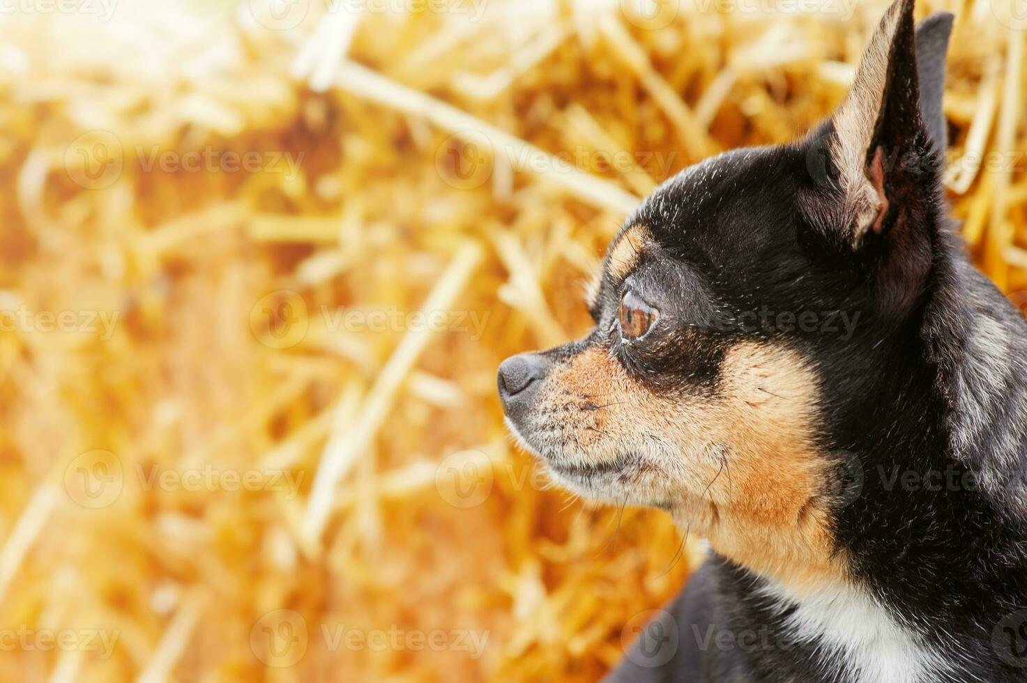 perfil de un chihuahua perro en un Paja antecedentes. perro de un pequeño raza tricolor negro marrón blanco. foto