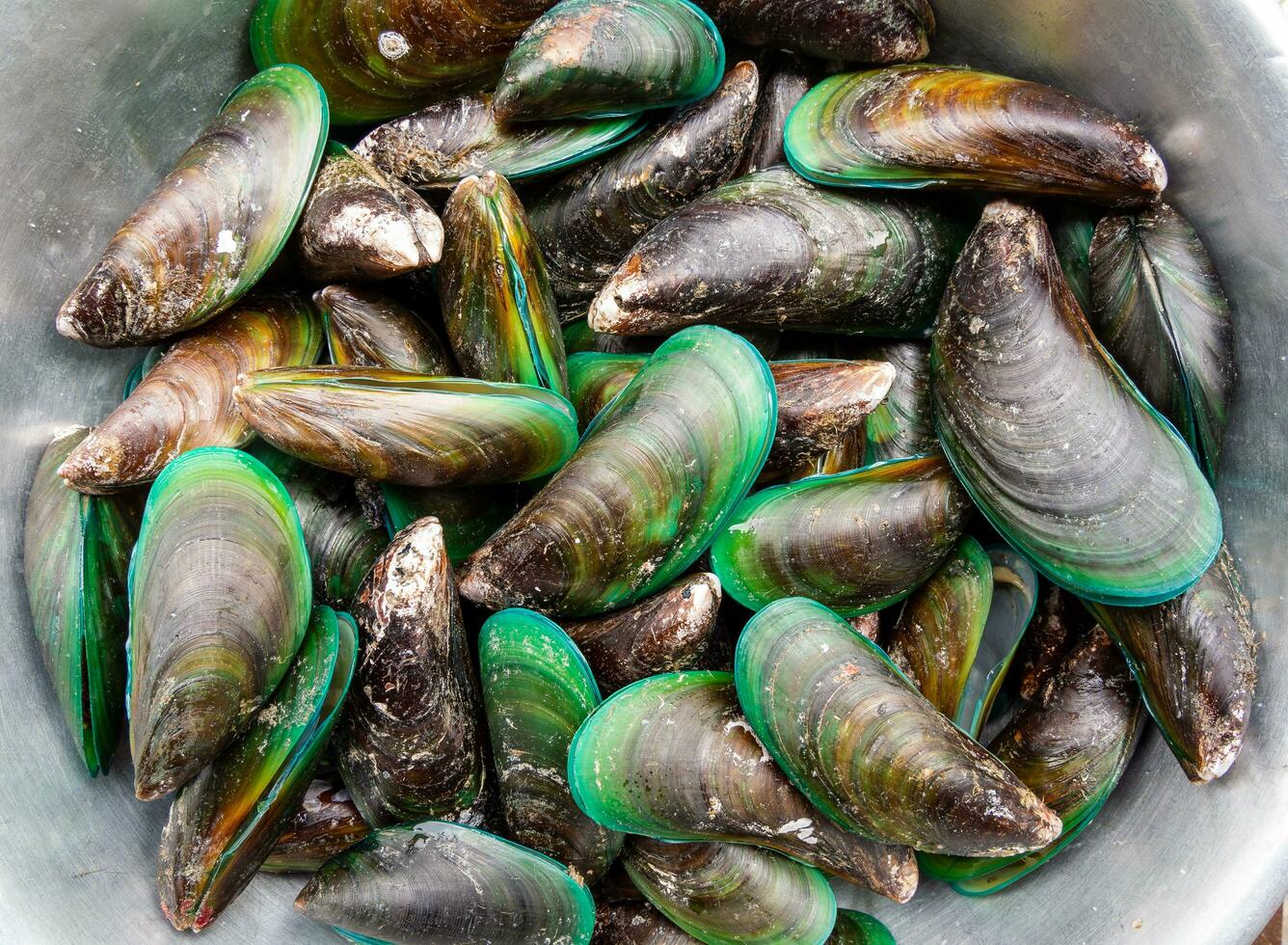 Top view of mussels Which is seafood That people around the world like to eat Put on a brown wooden floor Were prepared and cleaned up And boiled for a simple kitchen food in the house photo