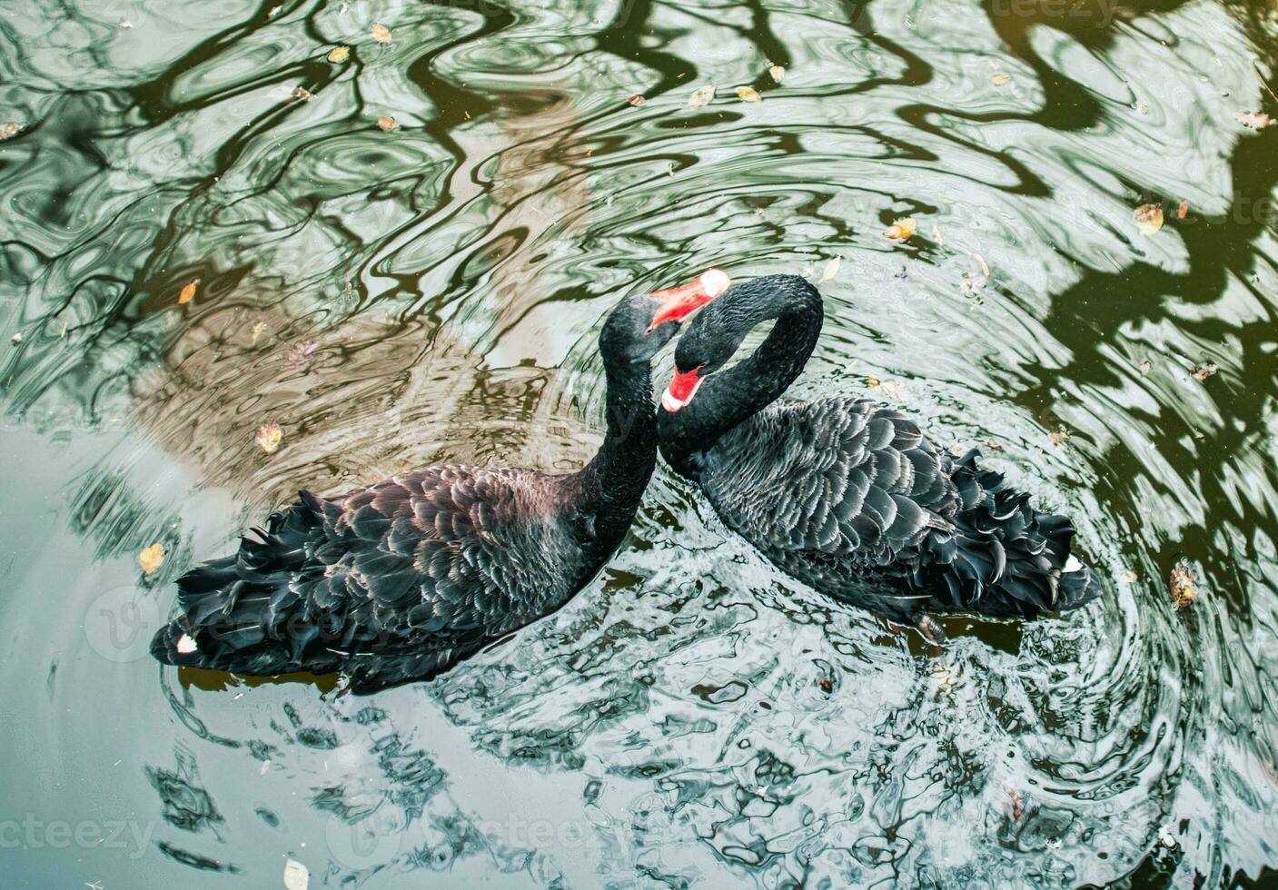 Two black swans in a pond photo