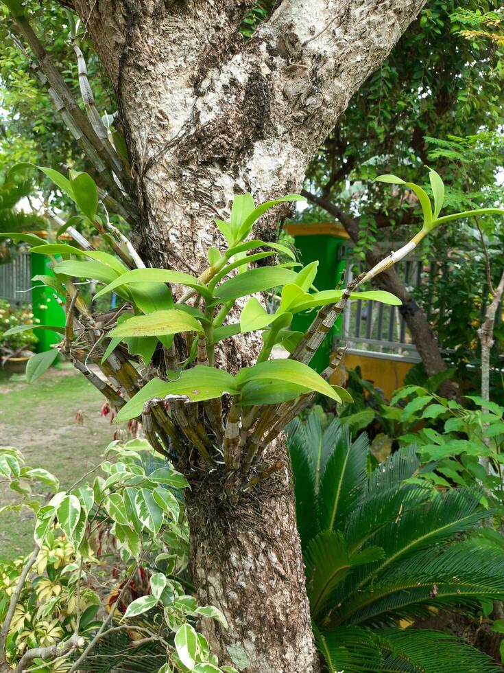 orquídea plantas crecer adjunto a un árbol foto