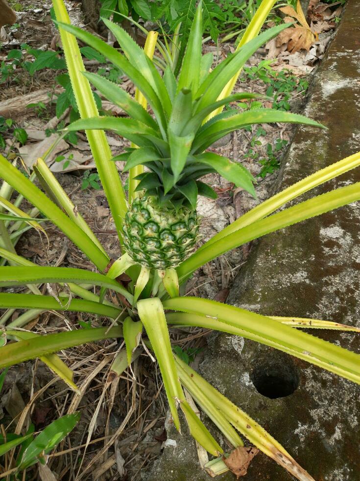 green young pineapple in the home garden, looks beautiful and fresh photo