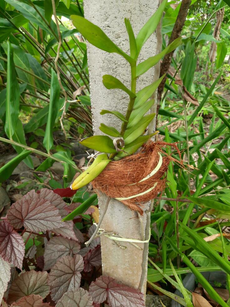 orquídea creciente adjunto a un hormigón polo en un hogar jardín foto