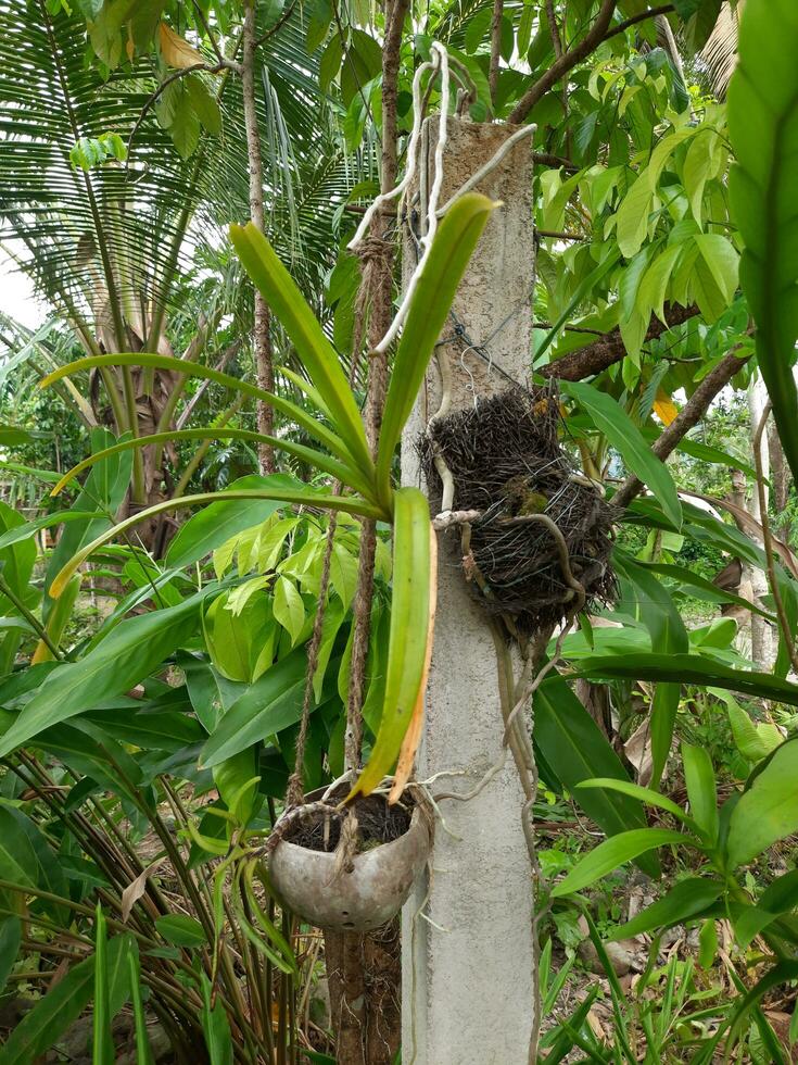 orquídea creciente adjunto a un hormigón pilar en un hogar jardín con palma fibra creciente medios de comunicación foto