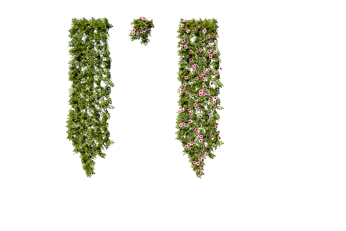 plants for the wall fence png