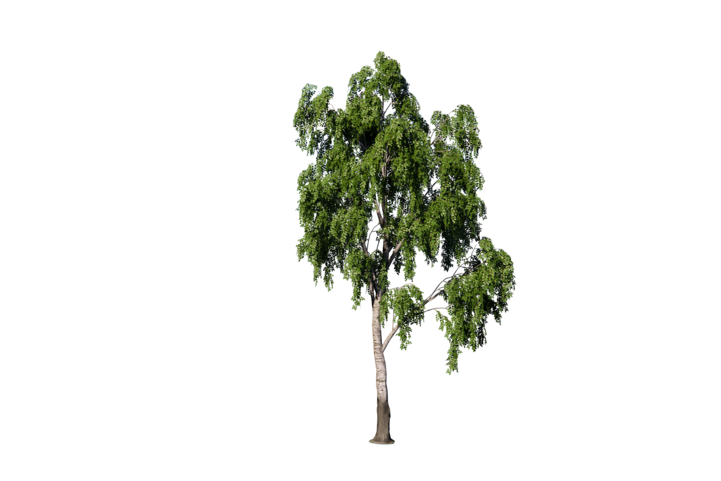 tree clear transparent png