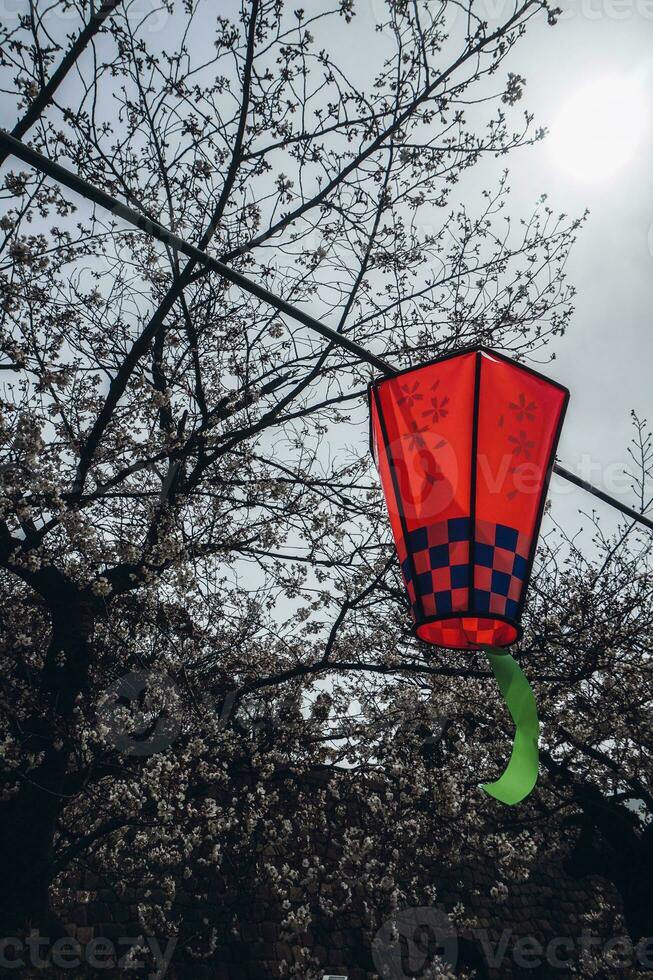 Cherry blossoms and lanterns in the park in spring. photo