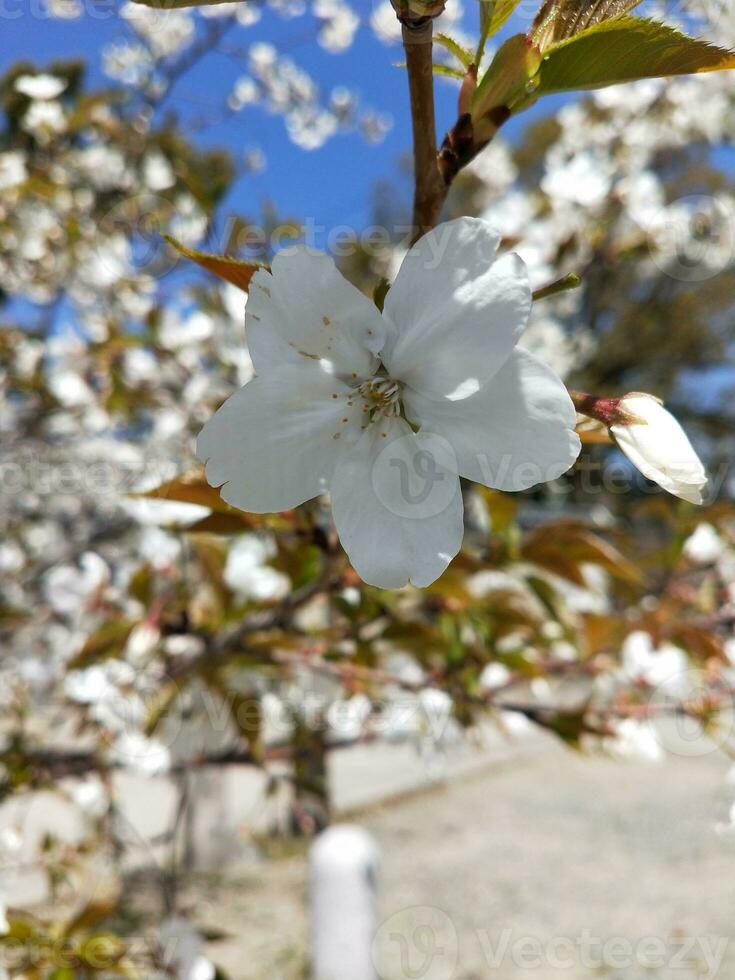 Colorful spring flowers in the garden. Floral background. Spring flowers. photo