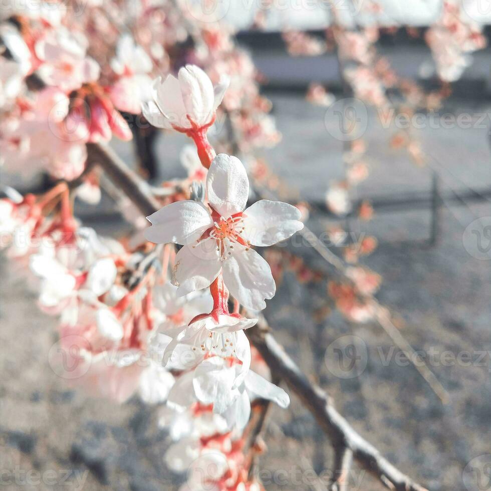 Colorful spring flowers in the garden. Floral background. Spring flowers. photo