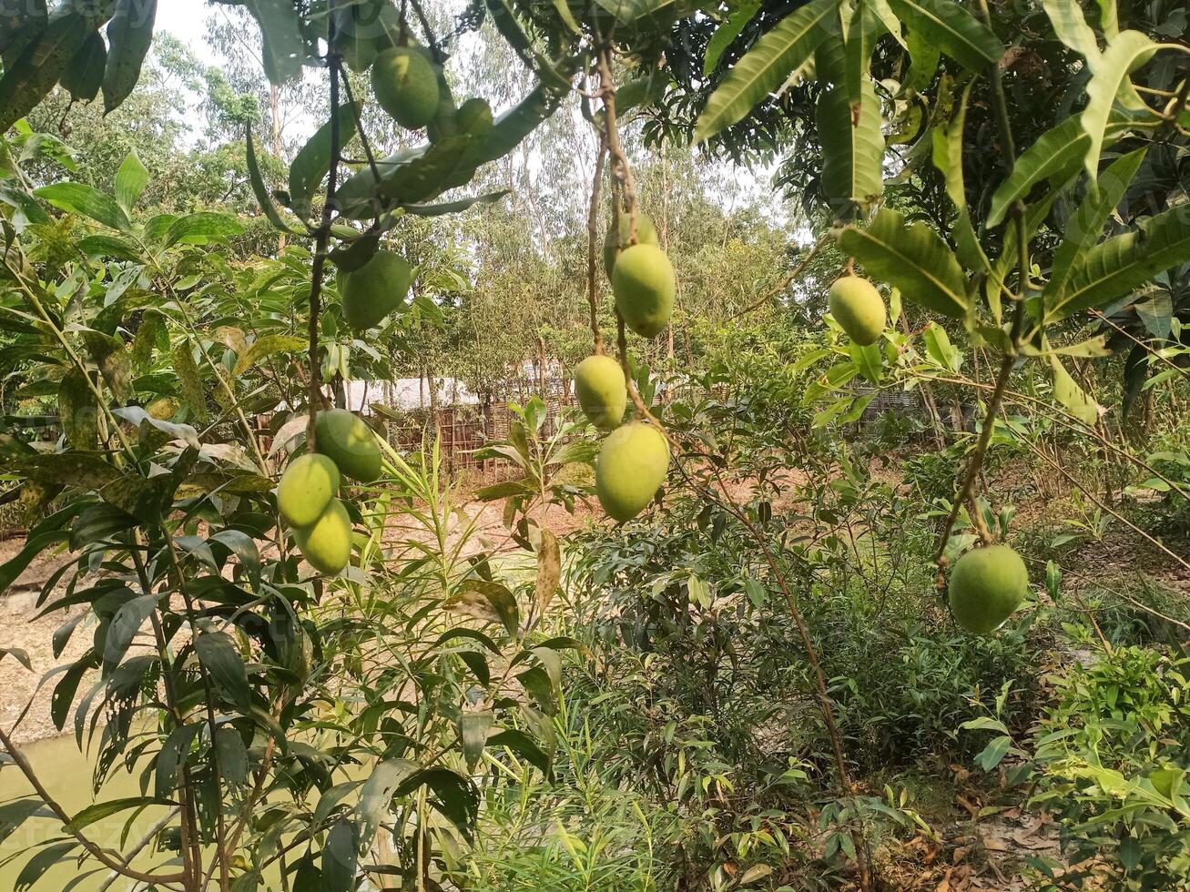 Closeup of Mangoes hanging, mango field, mango farm with sunlight effect, agricultural concept