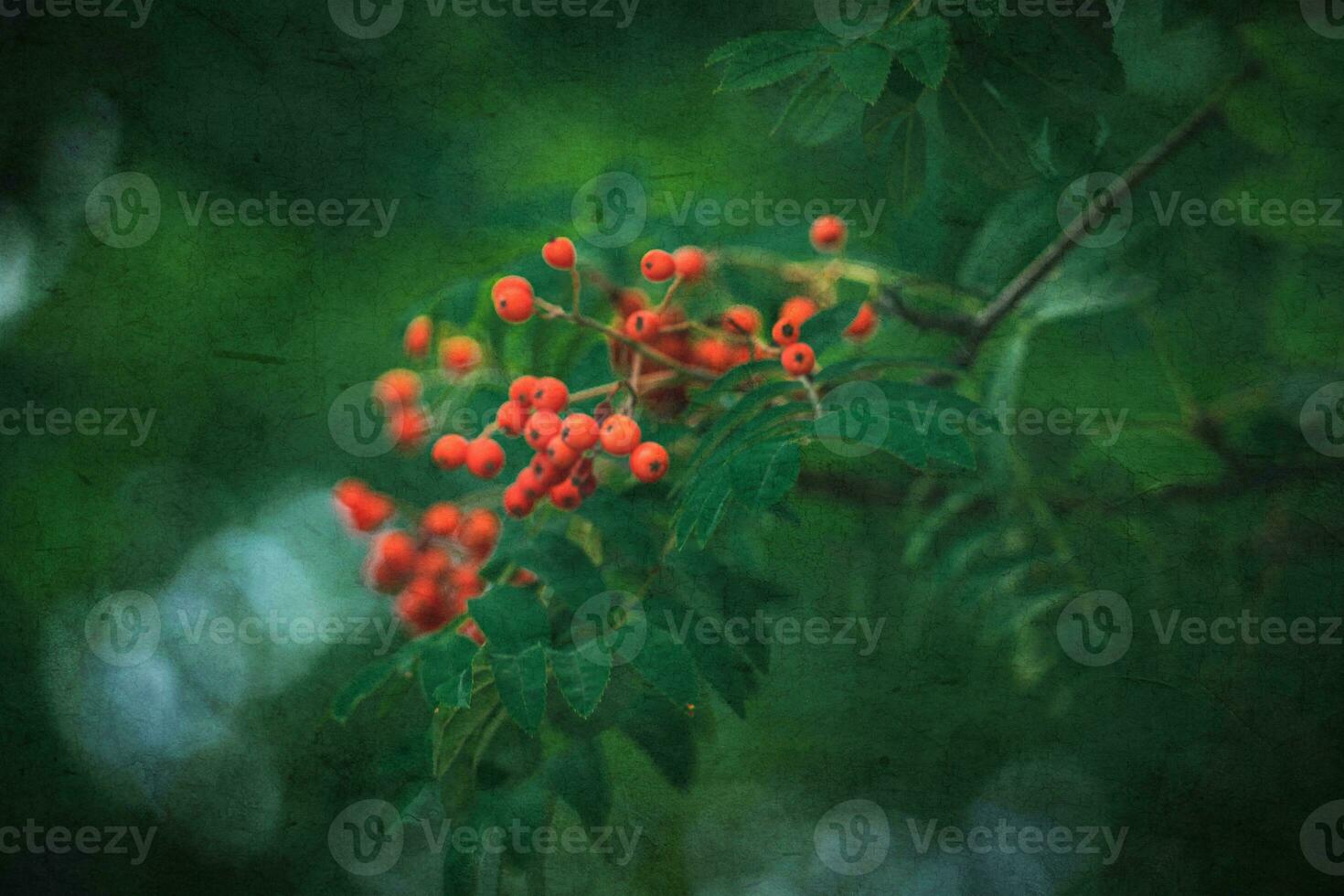 red rowan among the green leaves on the tree in close-up on a warm August day photo