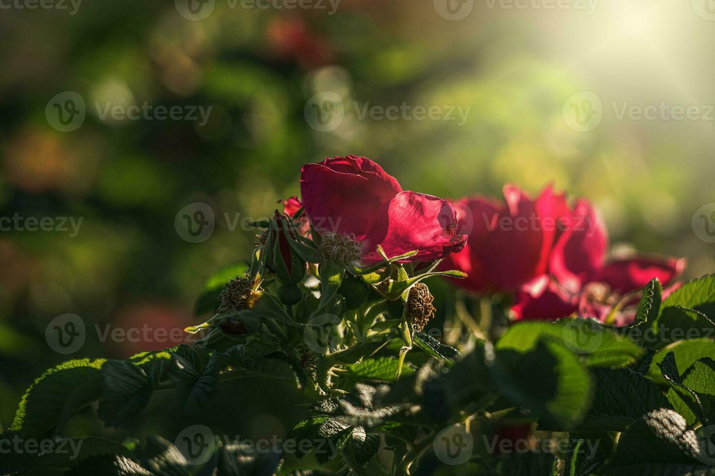 colorful delicate wild rose illuminated by warm summer evening sun photo