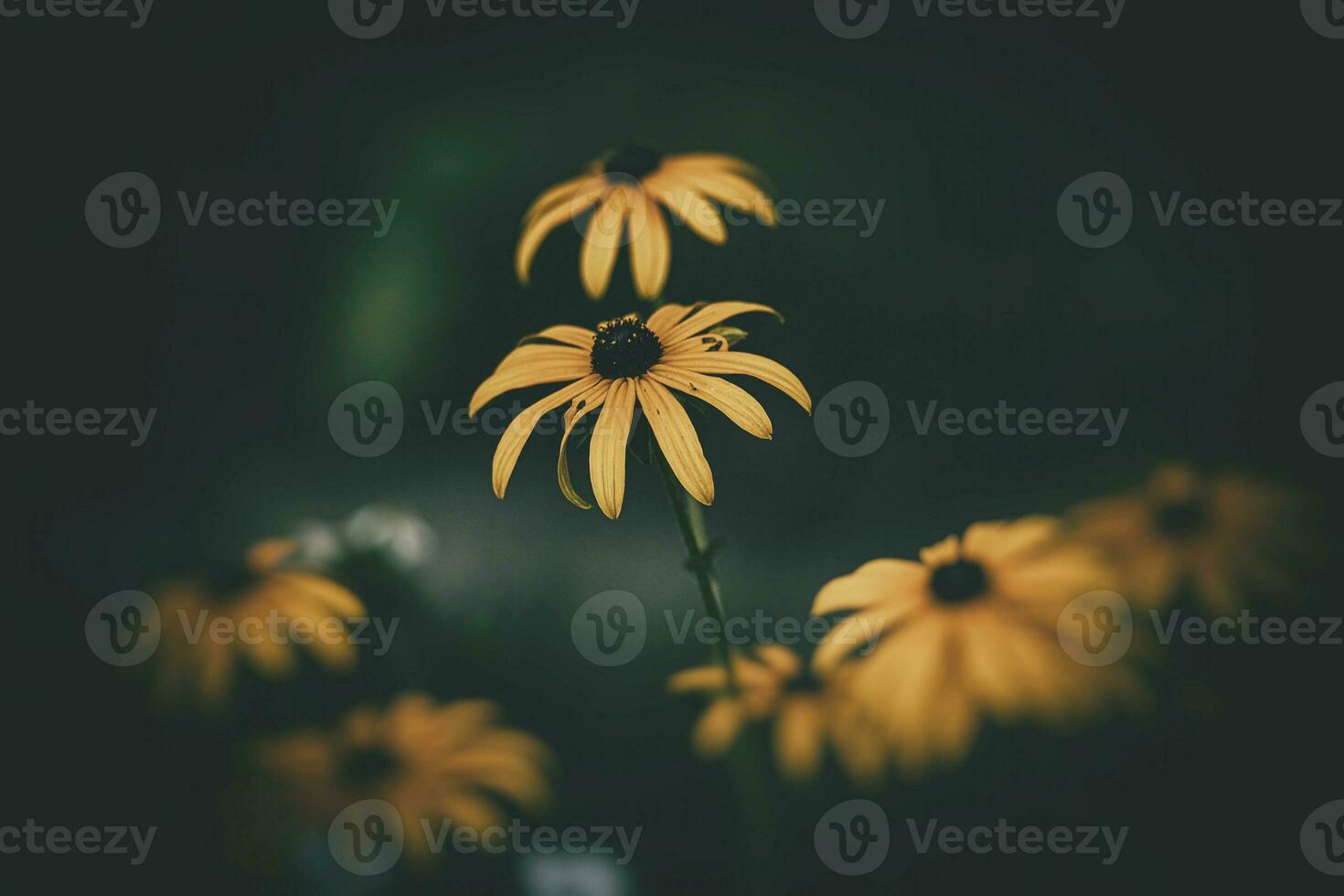 delicate interesting yellow flowers on a green background among the leaves in the garden photo