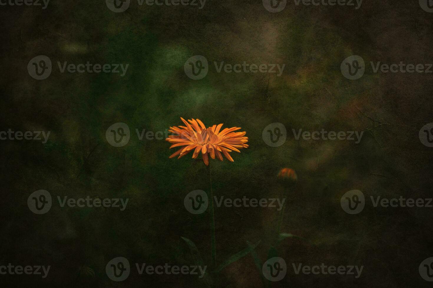 orange flower growing in the garden on a neutral background on a summer day photo