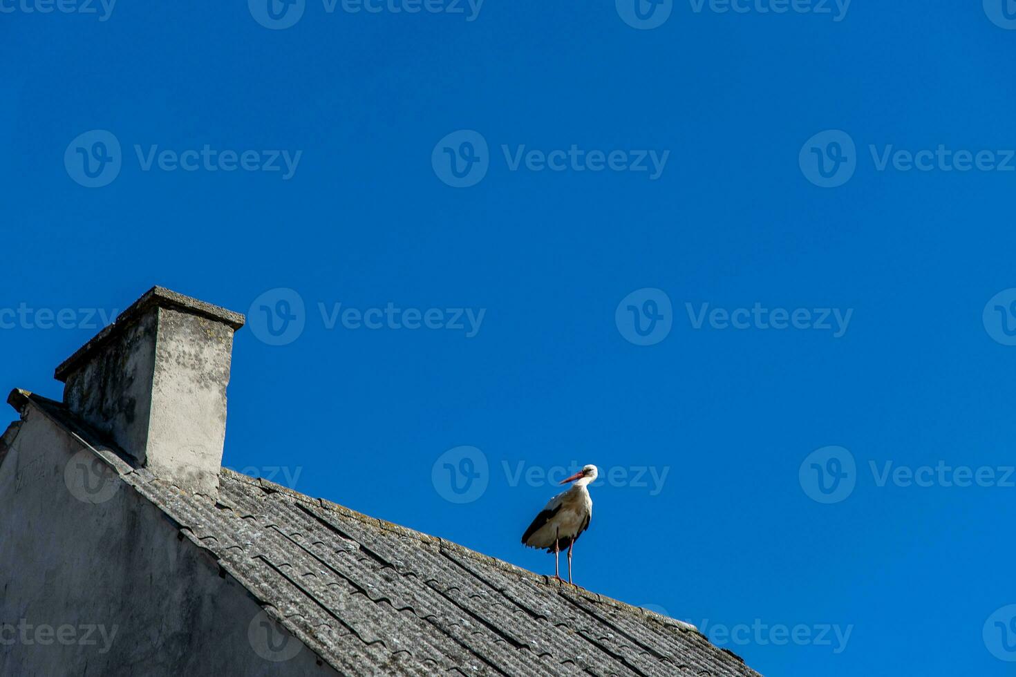 l big stork bird sitting on a background of blue spring sky on a gray roof photo