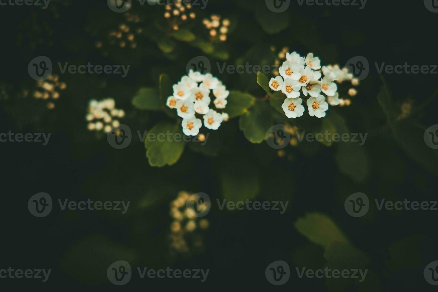spring bush with white small flowers on a background of dark green leaves photo
