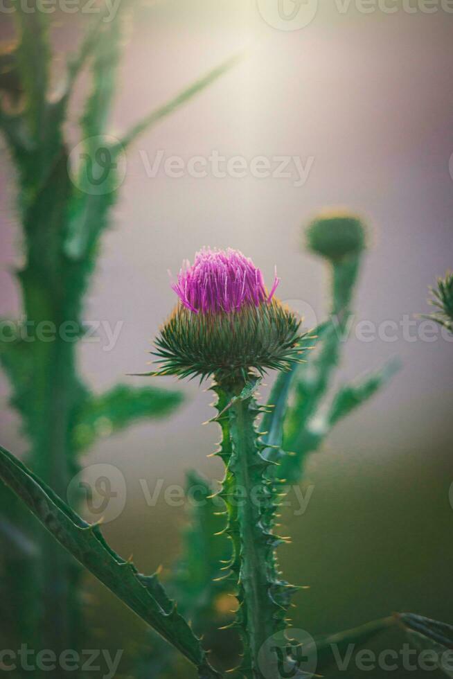 summer purple thistle flower among greenery in a wild meadow, photo