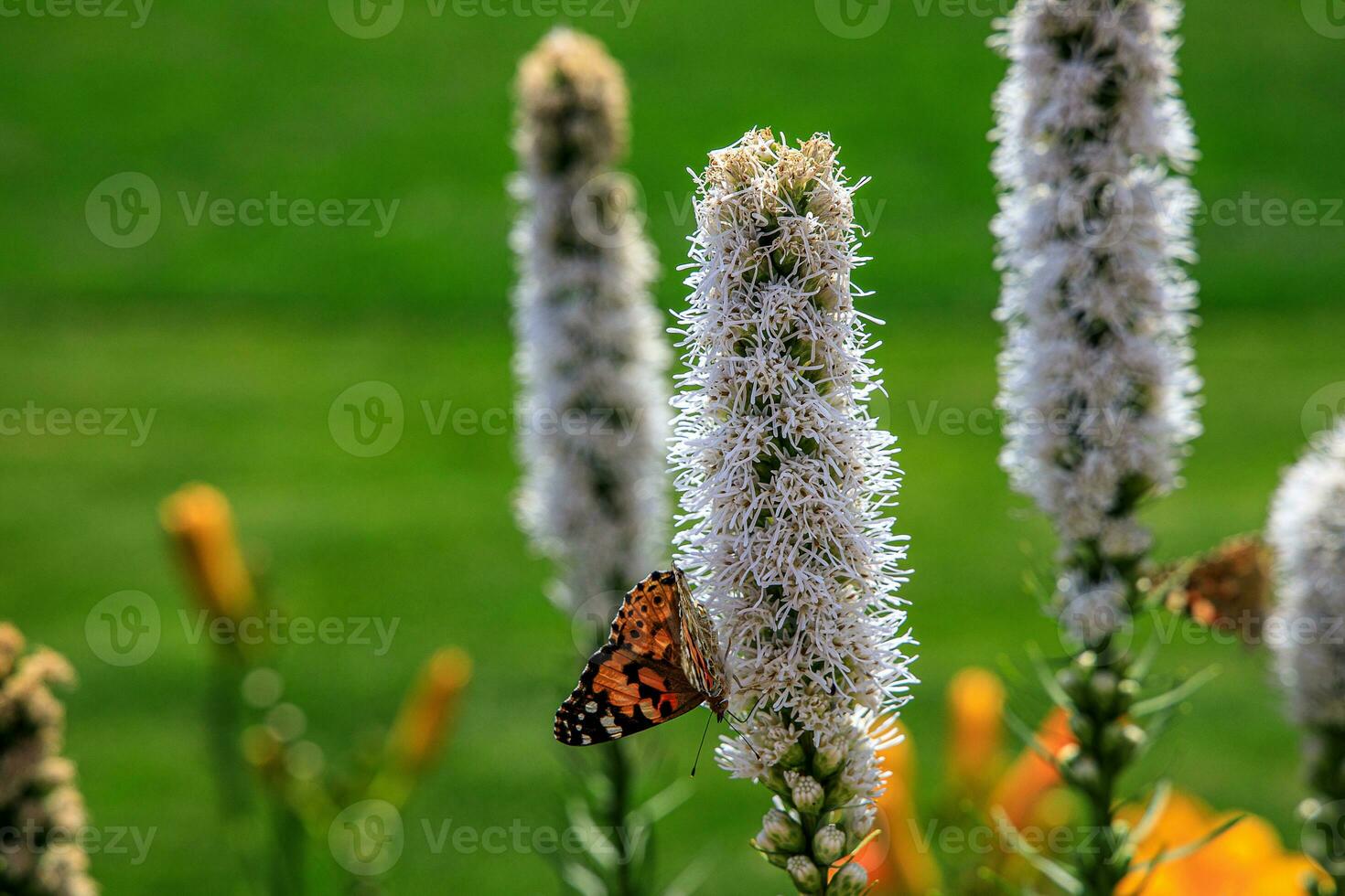 free butterflies among the flowers in the city garden on a warm sunny summer day, photo