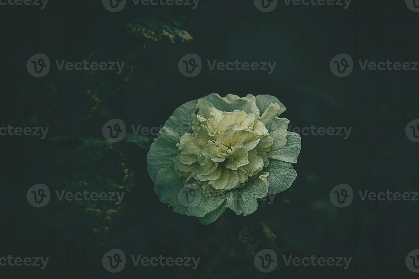 delicate pumpkin flower in natural habitat among green leaves in the summer garden photo