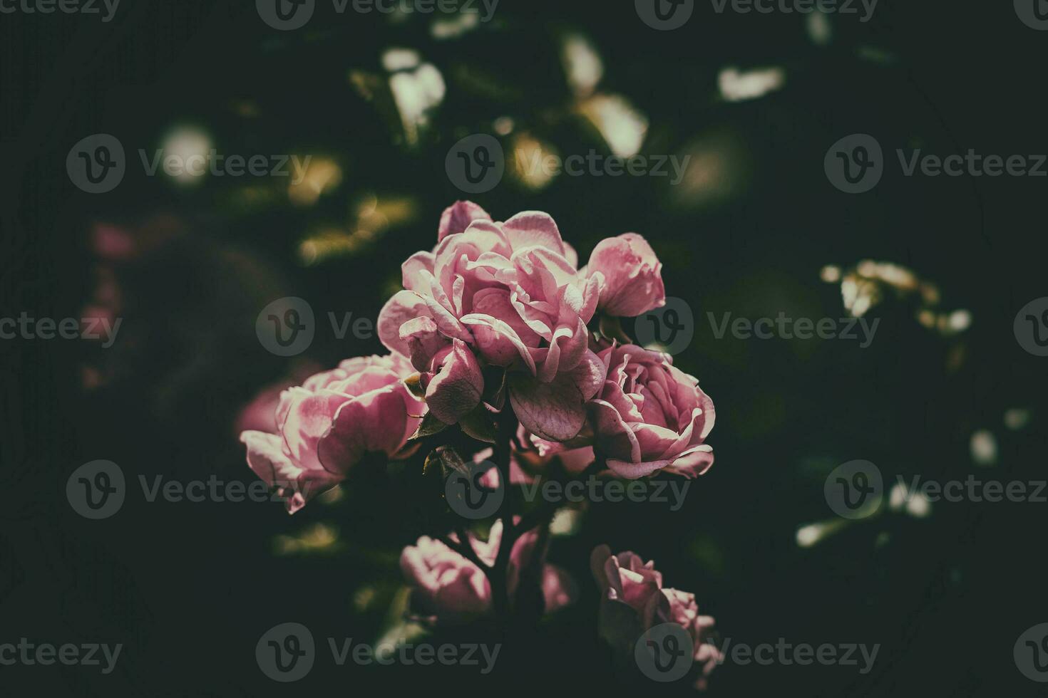 delicate summer rose, blooming in the warm sun in the garden photo