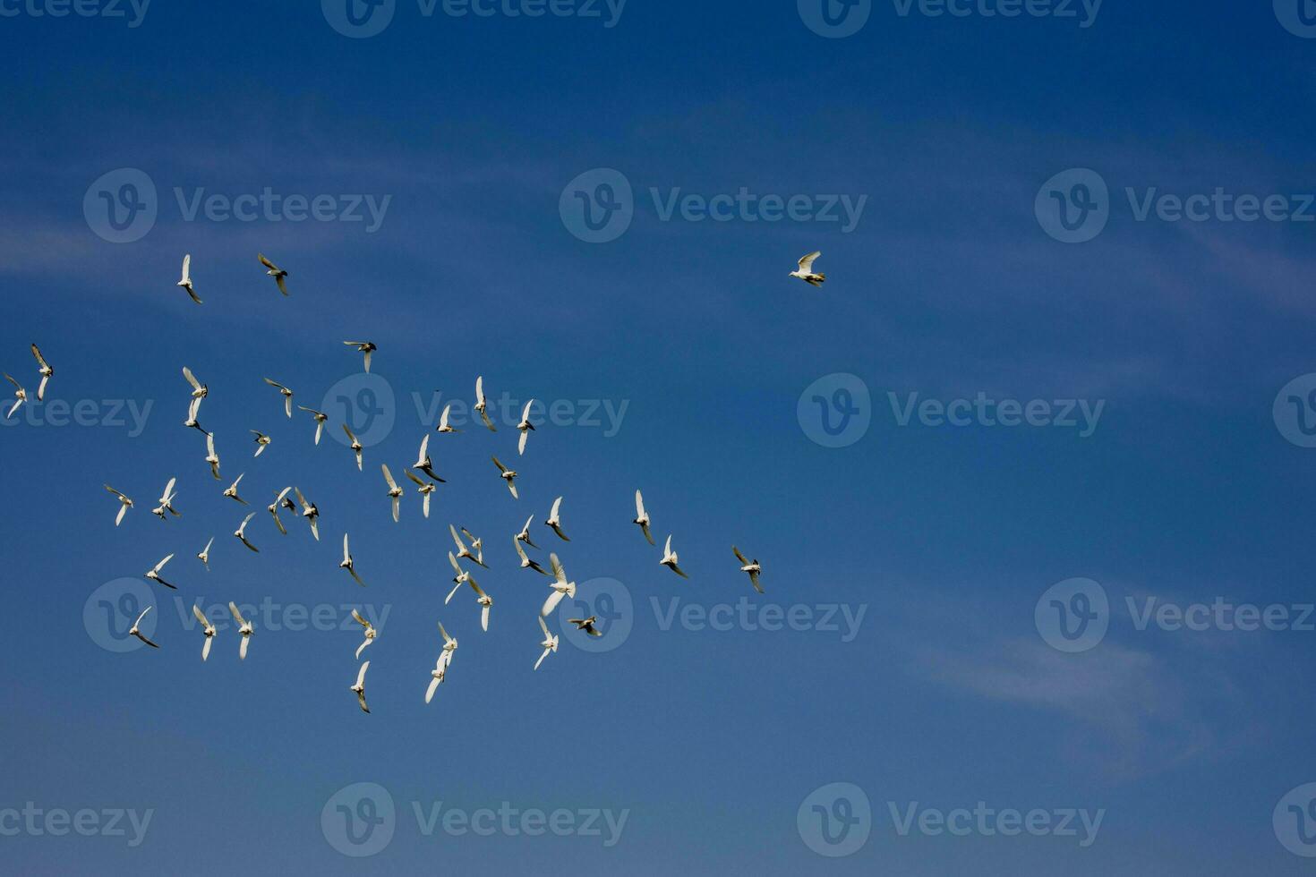 a flock of white flying pigeons flying against summer blue sky with white clouds photo