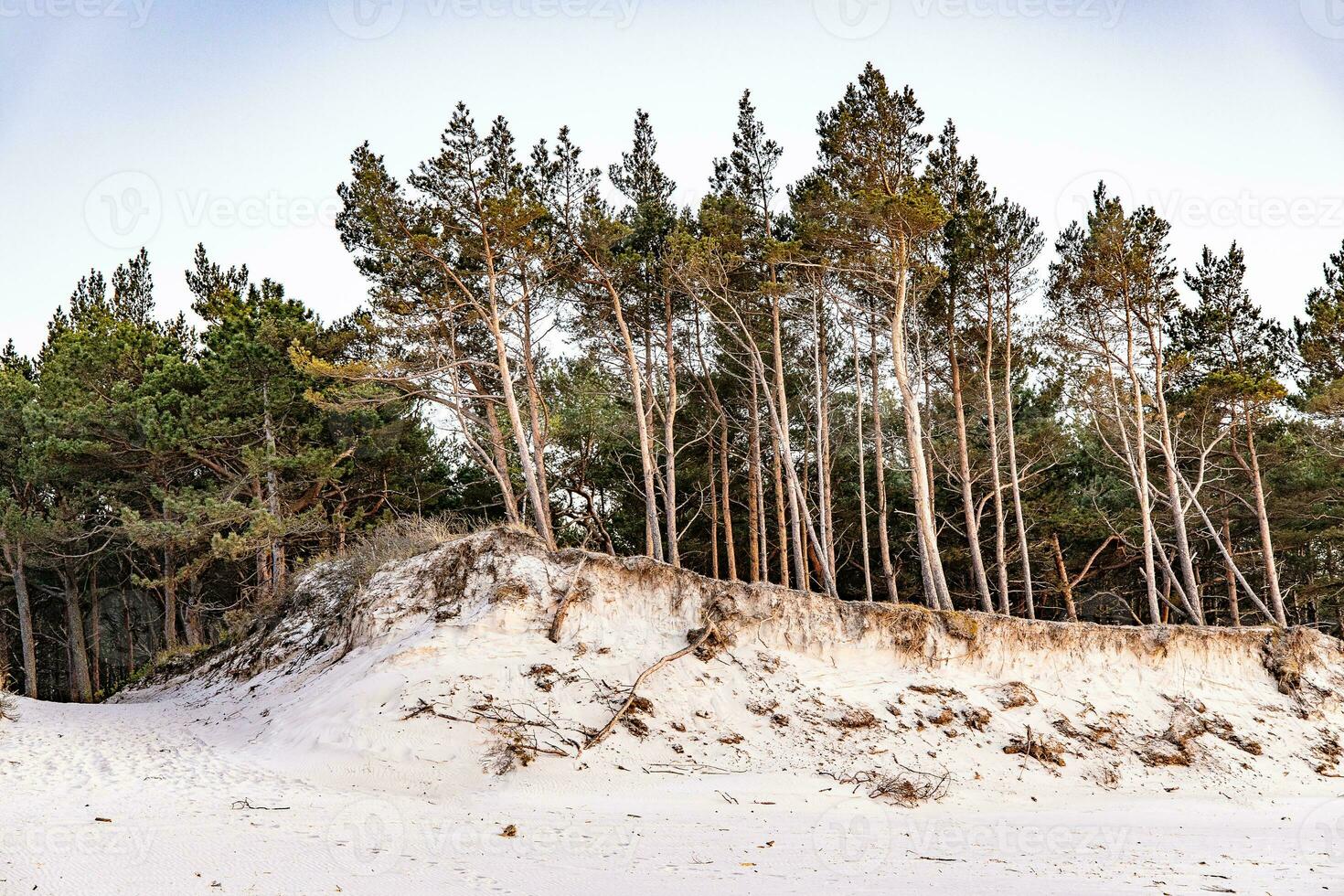 white sand dunes with large pine trees growing on them at the Baltic sea photo