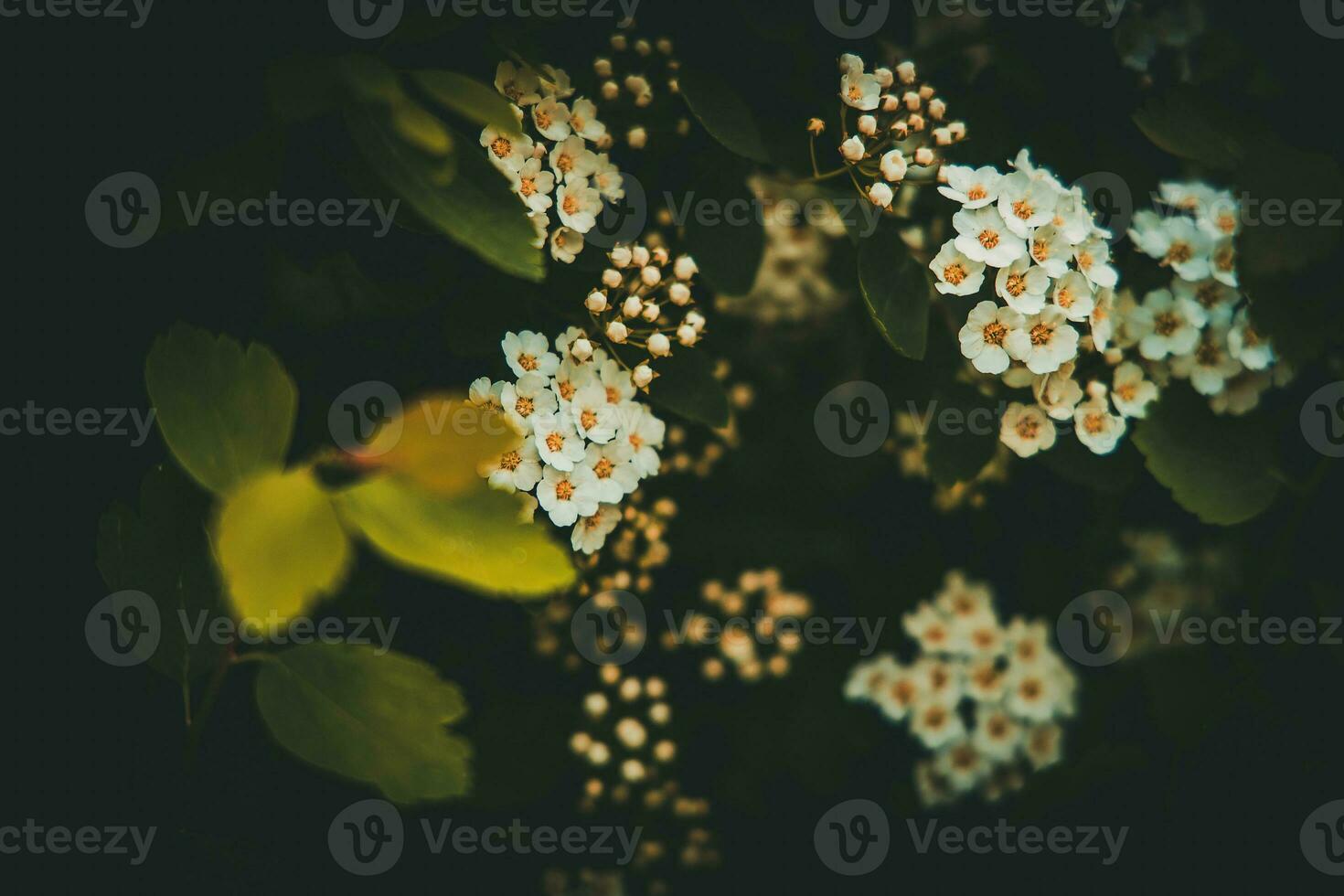 spring bush with white small flowers on a background of dark green leaves photo