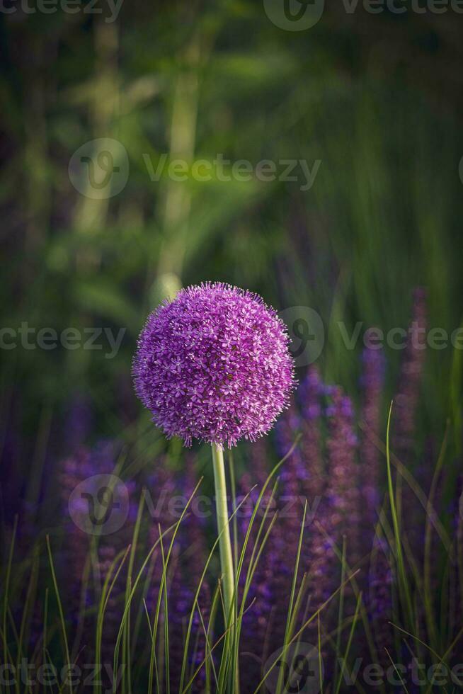 large purple flowers blooming ornamental garlic in the early summer photo