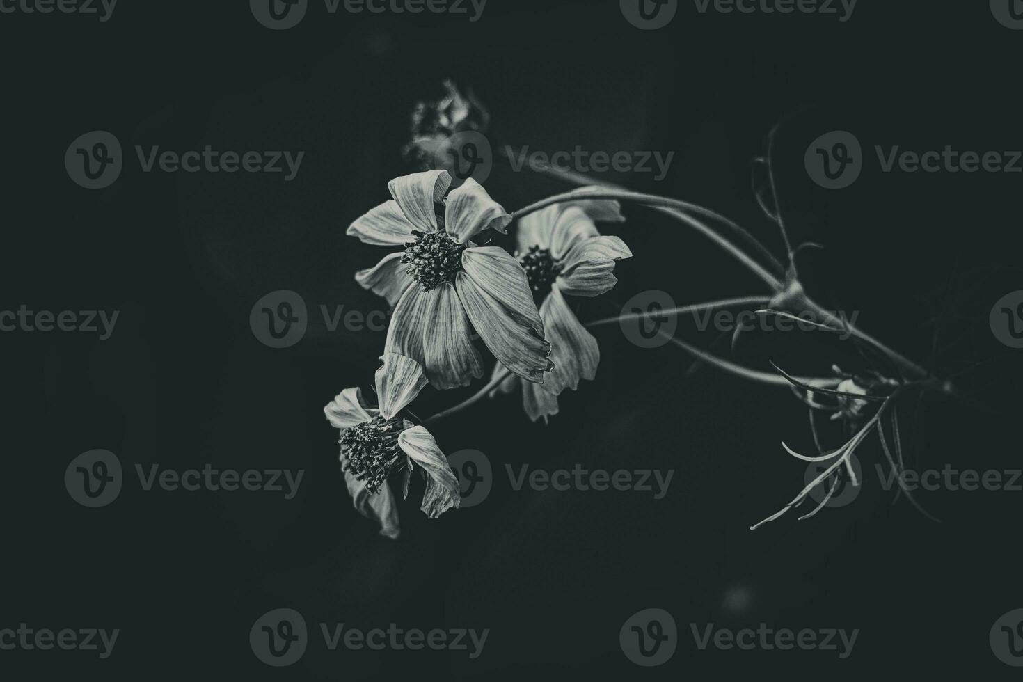 little summer flowers growing in the garden among green foliage background on a warm day photo