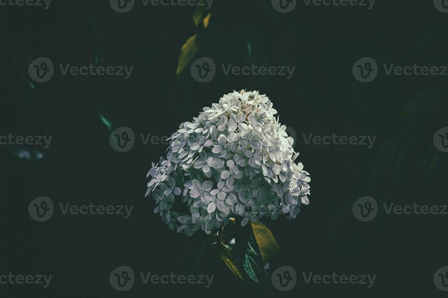 white large hydrangea in a summer garden among green leaves photo