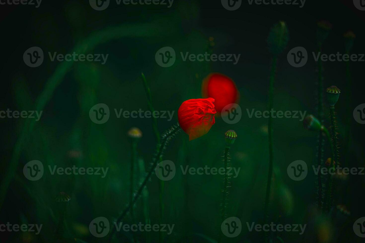 red delicate summer poppy on green meadow background photo