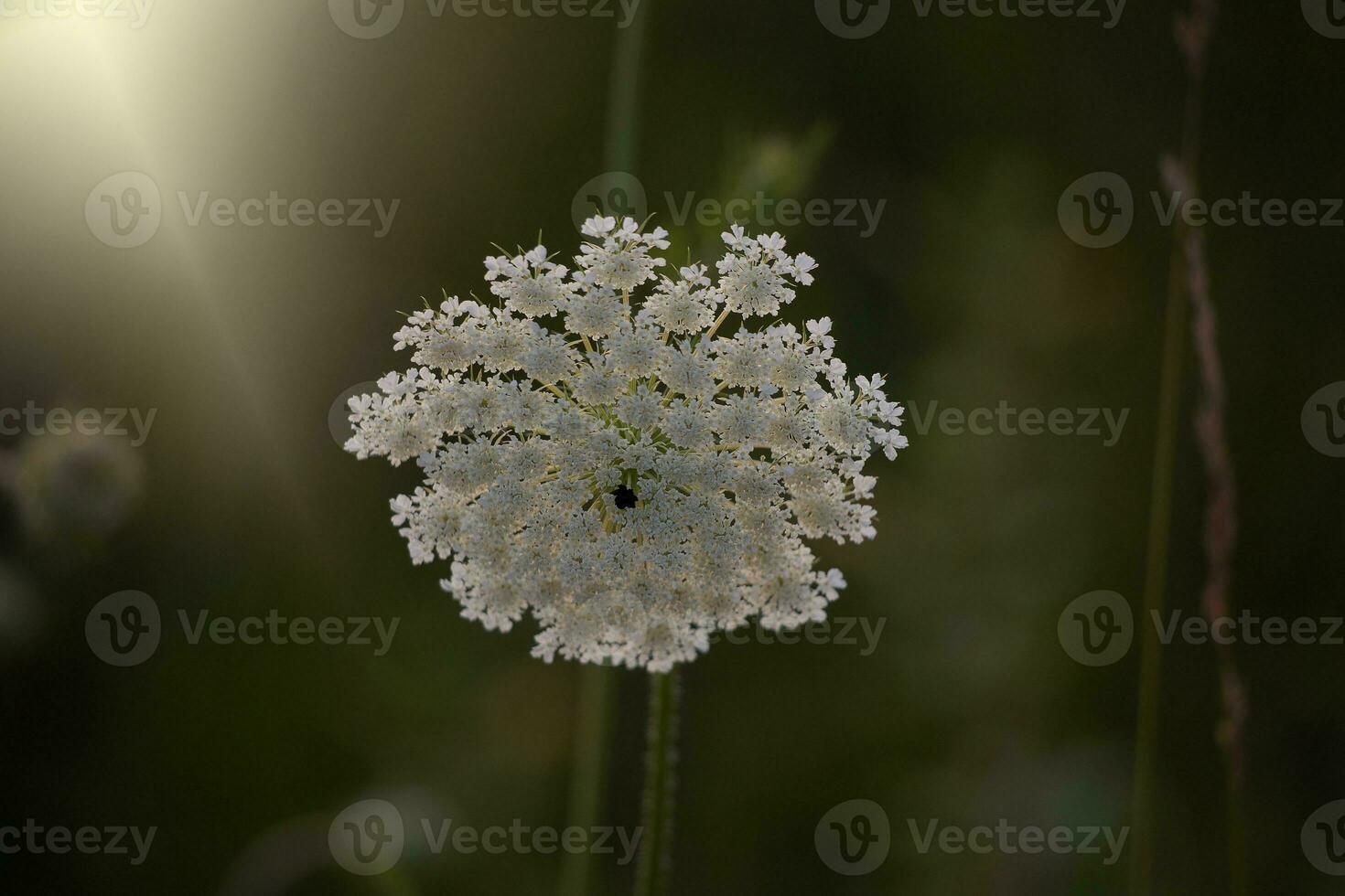 delicate wild white meadow flower lit by warm evening summer sun on a calm background photo