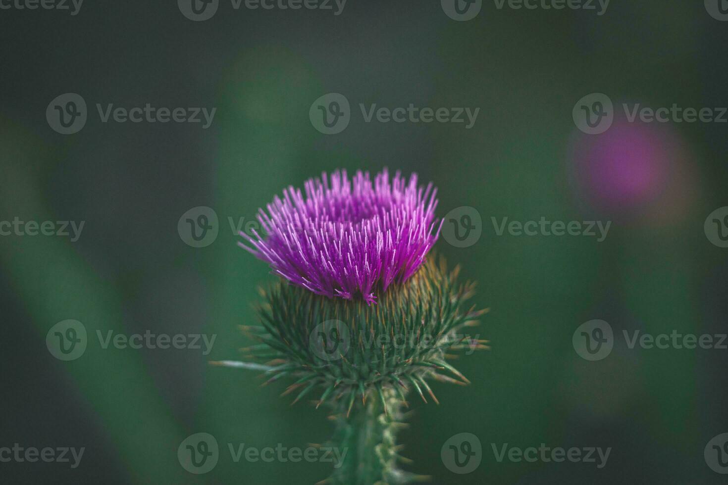 summer purple thistle flower among greenery in a wild meadow, photo