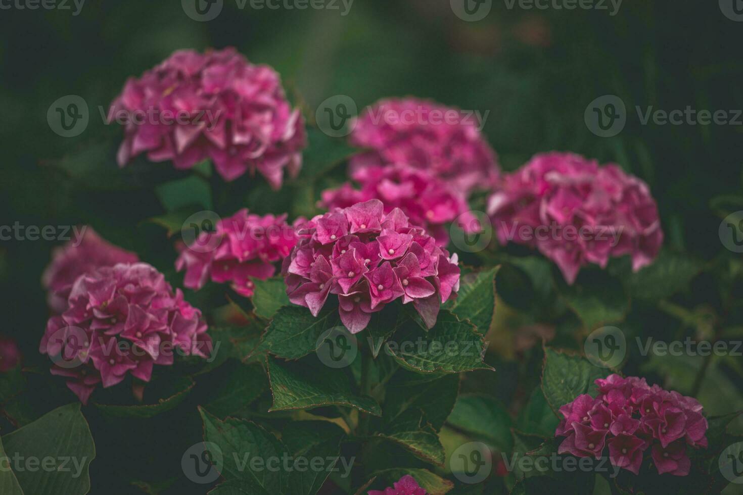 delicate summer hydrangea flowers on a green background in the garden photo