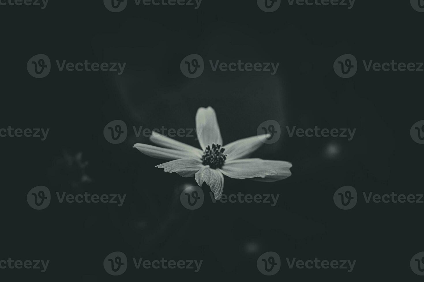 little summer flowers growing in the garden among green foliage background on a warm day photo