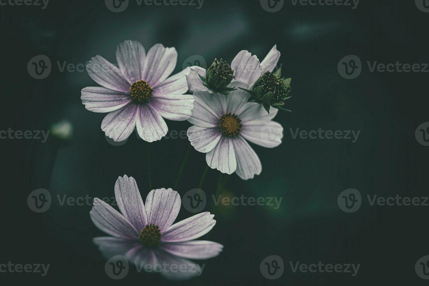 little summer flowers growing in the garden among green foliage background on a warm day photo
