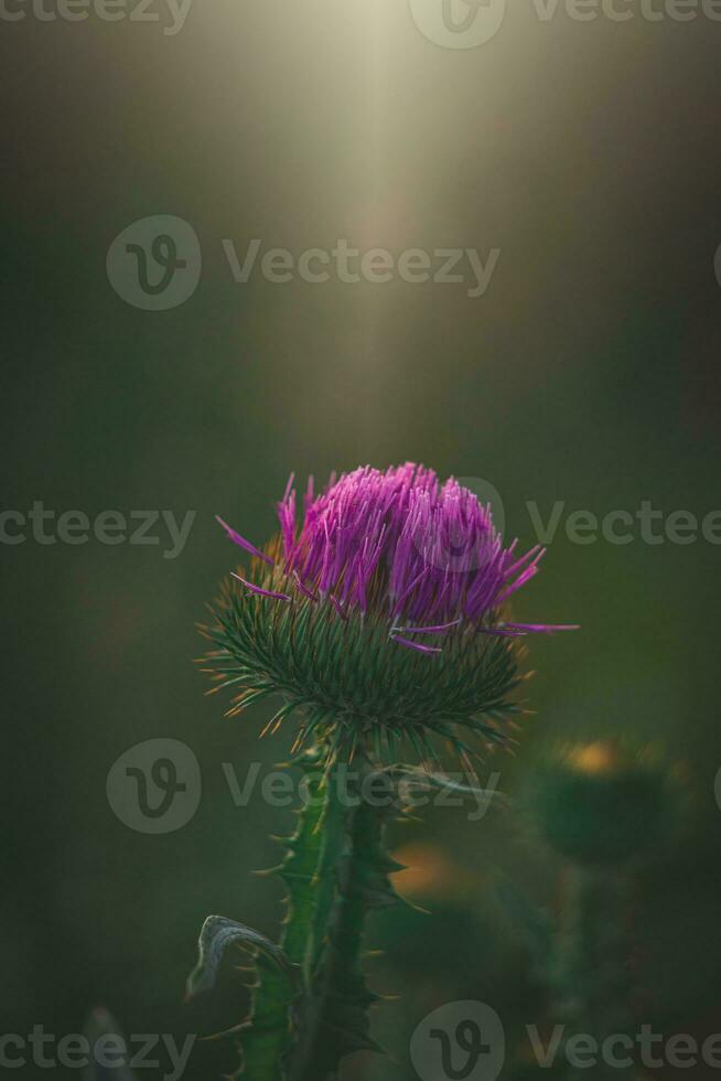 summer purple thistle flower among greenery in a wild meadow, photo