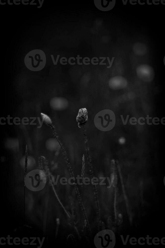 red delicate summer poppy on green meadow background photo