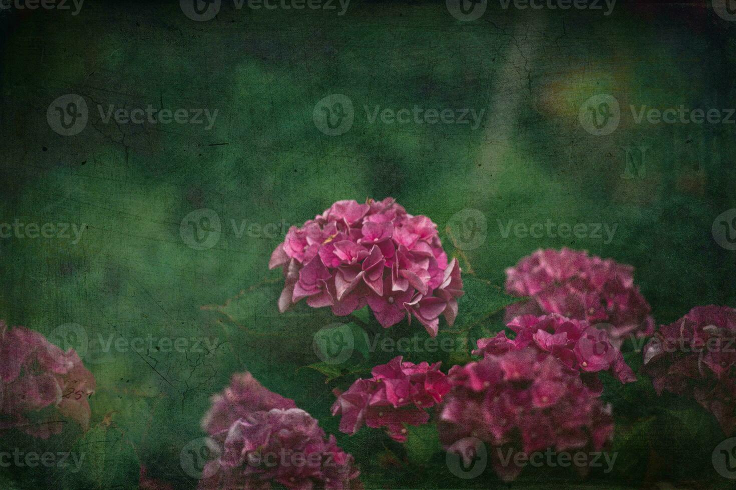 delicate summer hydrangea flowers on a green background in the garden photo