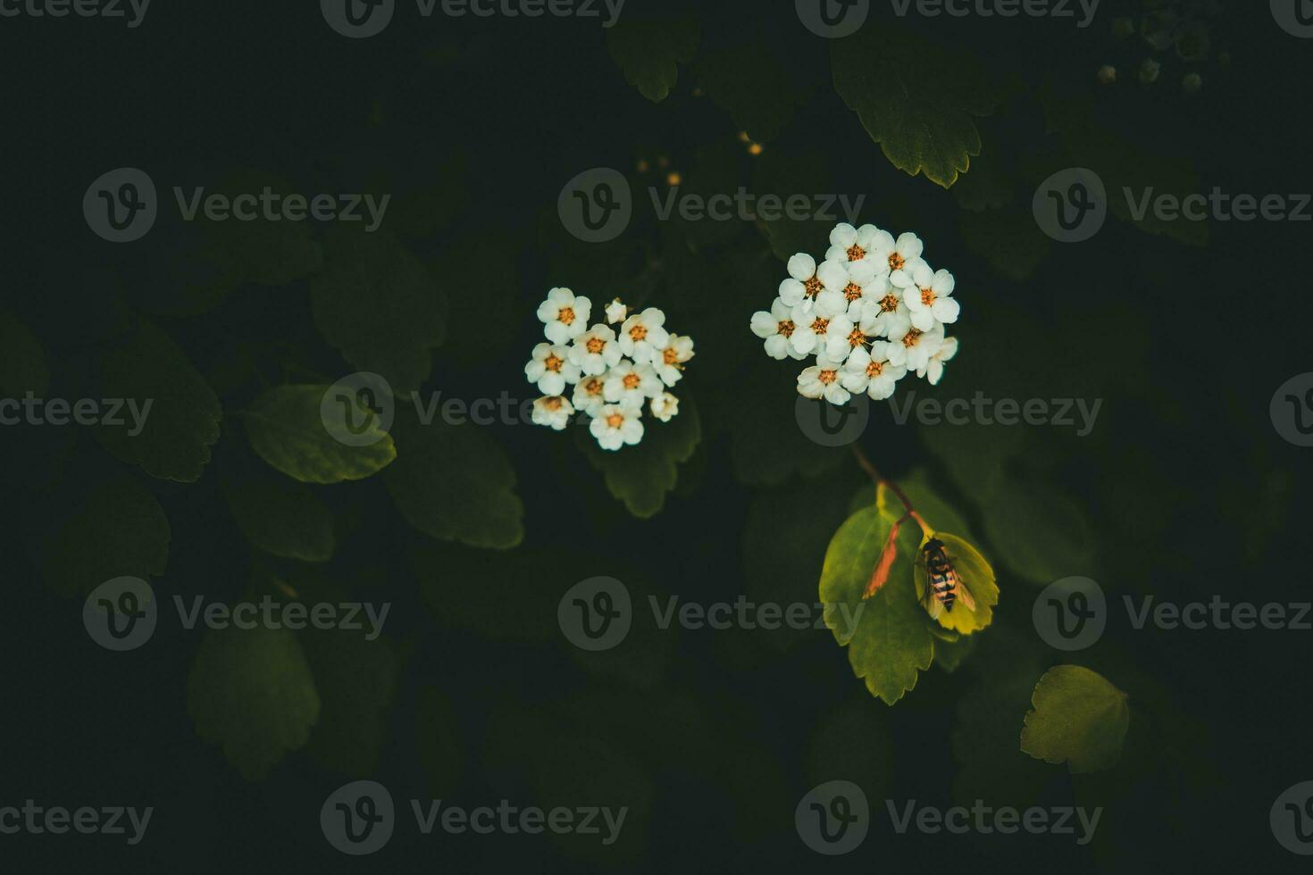 spring bush with white small flowers on a background of dark green leaves photo