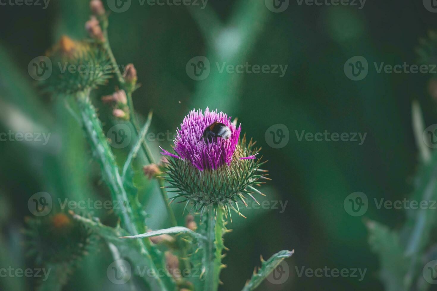 summer purple thistle flower among greenery in a wild meadow, photo